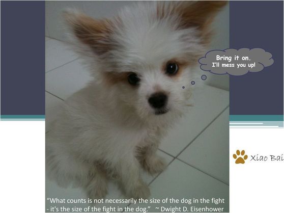 Xiao Bai My Love